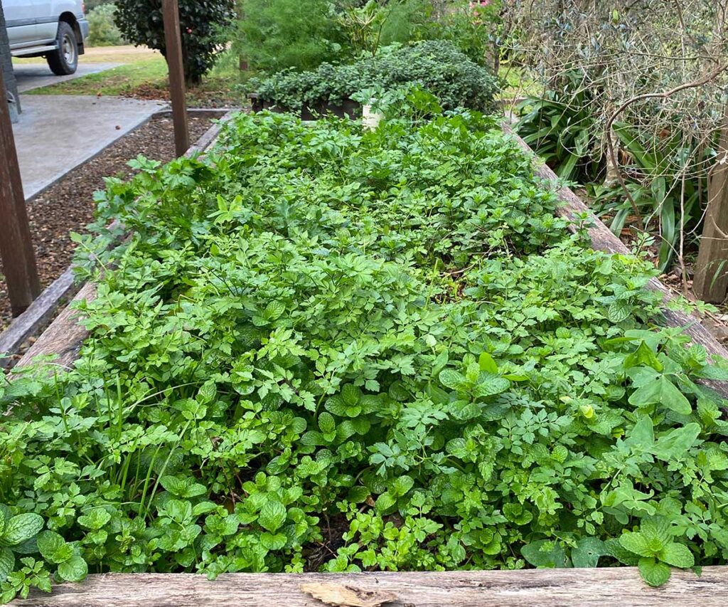 A large herb garden with lots of parsley which can be used to make Chimichurri