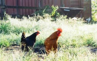 A chicken and a rooster in a grassy field