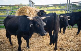 Three black Dexter cattle in an enclosure with lots of hay on the ground and bales of hay to feed from