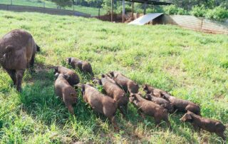 A grassy field with one large brown pig eating grass and nine piglets behind it also eating grass