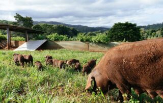 A grassy field with one large brown pig eating grass and nine piglets ahead of it also eating grass