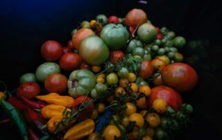 Different varieties of tomatoes and some yellow peppers in a dark and shadowy place