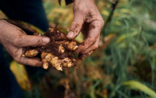 Close up of two hands holding a piece of turmeric covered in dirt