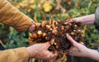 Two pairs of hands hold a mound of earth between them that has turmeric growing in it