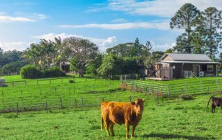A lush green field on a farm in Goonengerry, Byron Bay Hinterland, NSW with a tan-coloured cow in the foreground and Middle Shed on the right hand side
