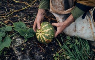 A small pumpkin being picked from the vine on the ground by two hands