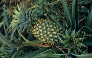 A pineapple growing from the ground