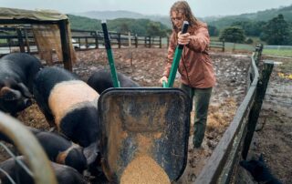 A young woman with wet hair tips a wheelbarrow full of grain into an enclosure with big black pigs and piglets