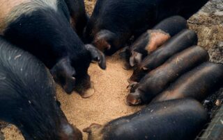 Close up, birds-eye image of large black pigs and their piglets eating grain out of a trough