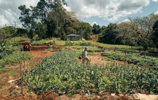 A large open farm field with crops growing and a small house in the background