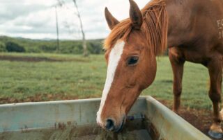 A tan coloured horse with a white stripe down its nose drinks water from a trough