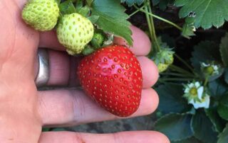 Strawberries on a vine being held in the fingers of an open-palmed hand