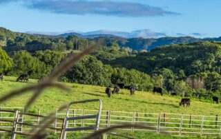 A lush green field on a farm in Goonengerry, Byron Bay Hinterland, NSW