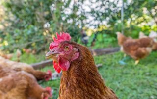 A close up of a chicken's face in a green field