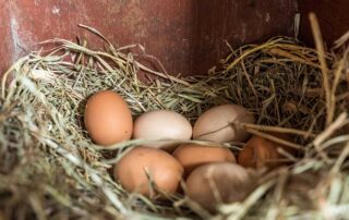 Seven farm eggs in a box lined with hay