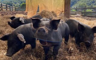 Four medium-sized black pigs walking in a shed with hay