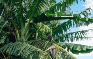 A bunch of bananas still attached to the tree