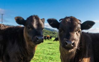 Two black cows faces on a grassy green field