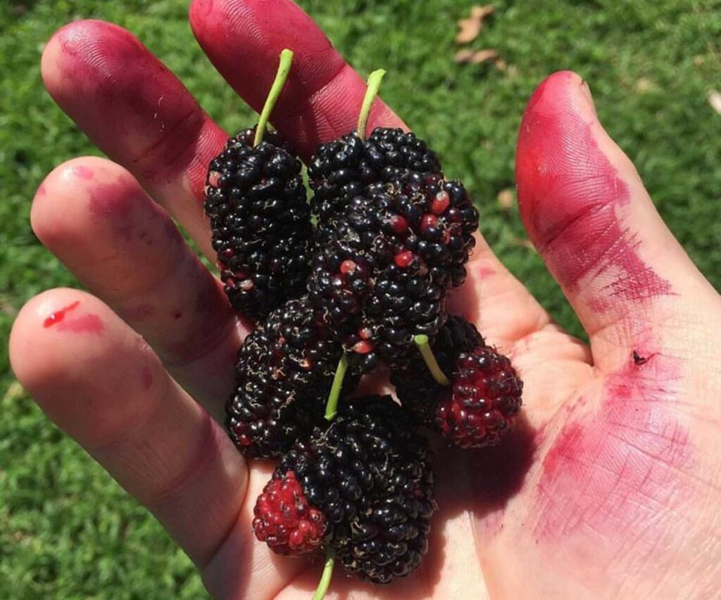 Black mulberries held in an open palm that is stained with the juice of the mulberries