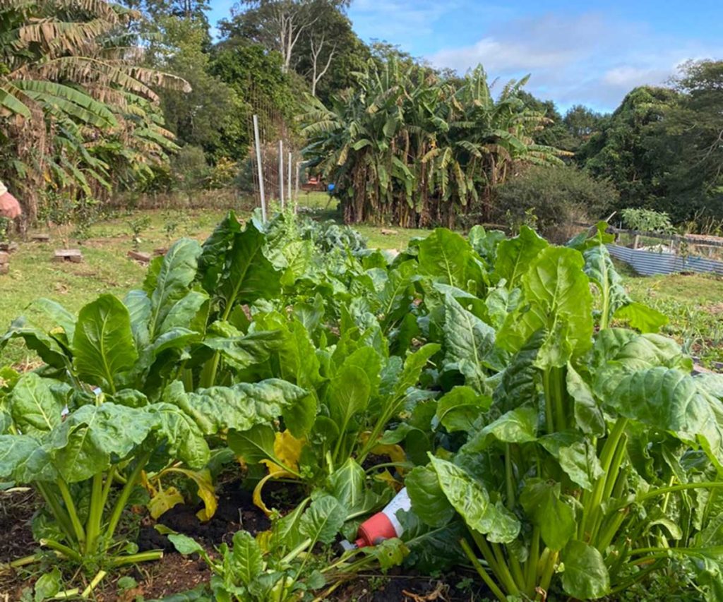 Large stalks of green spinach growing on a farm. Banana trees in the background