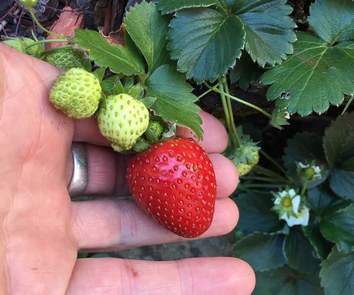 Strawberries on a vine being held in the fingers of an open-palmed hand