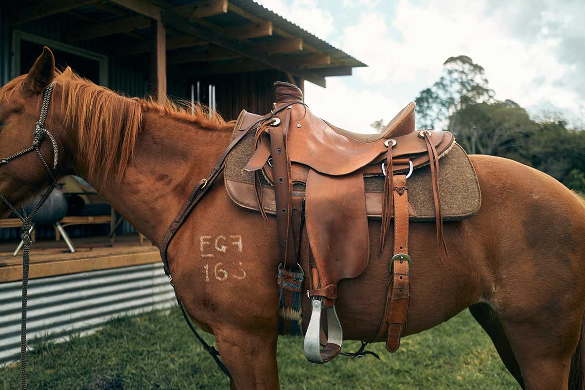 Side view of a healthy, tan-coloured horse with it's saddle and stirrups affixed