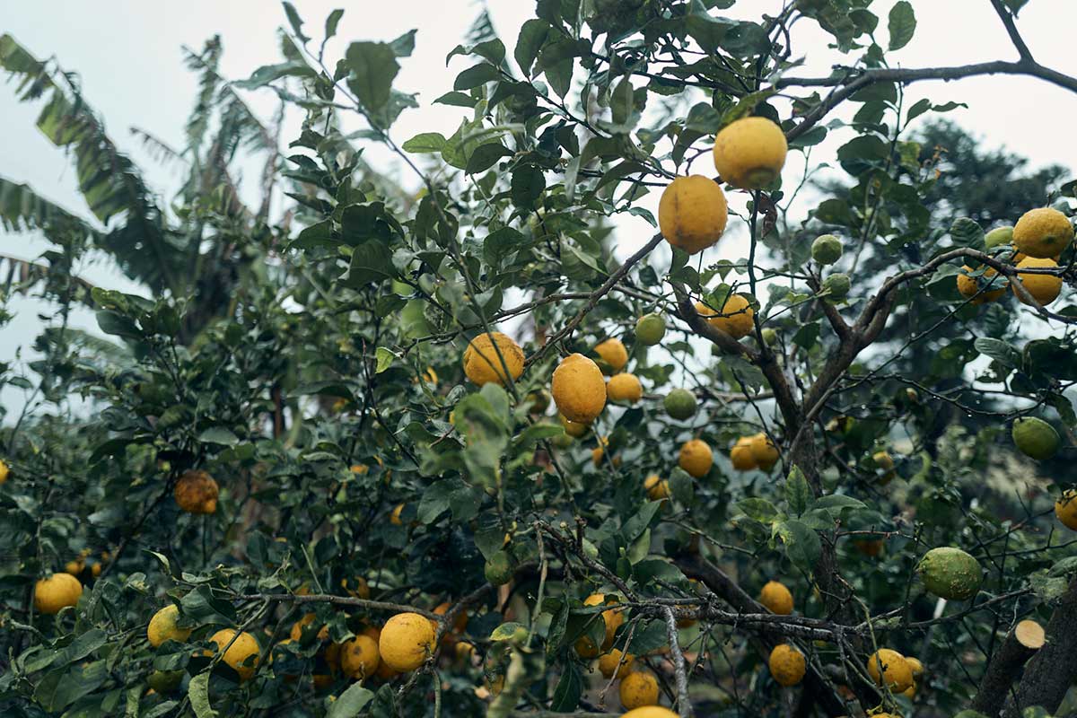 Yellow lemons on a lemon tree