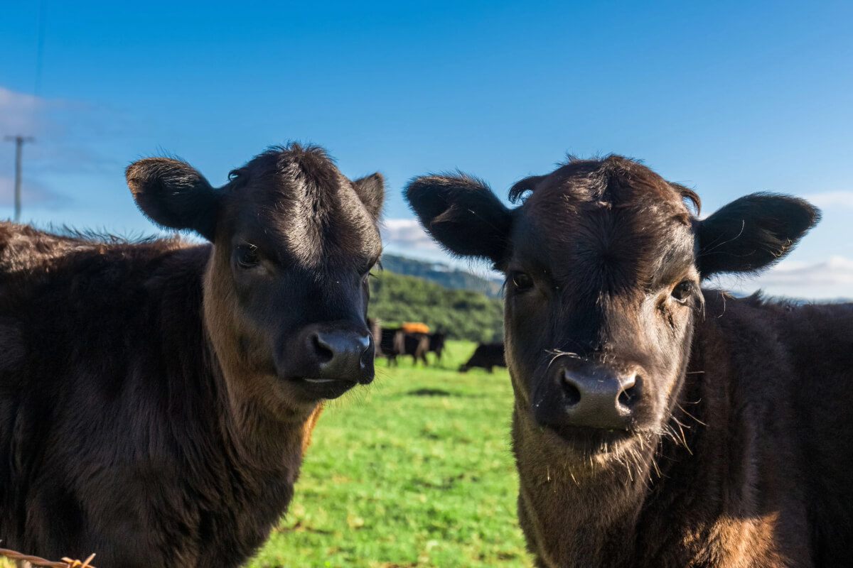 Two black cows close up at Cromwell Farms in Goonengerry