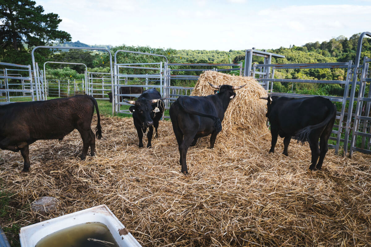 Black cattle for sale graze on hay bales in a pen at Cromwell Farms in Goonengerry.