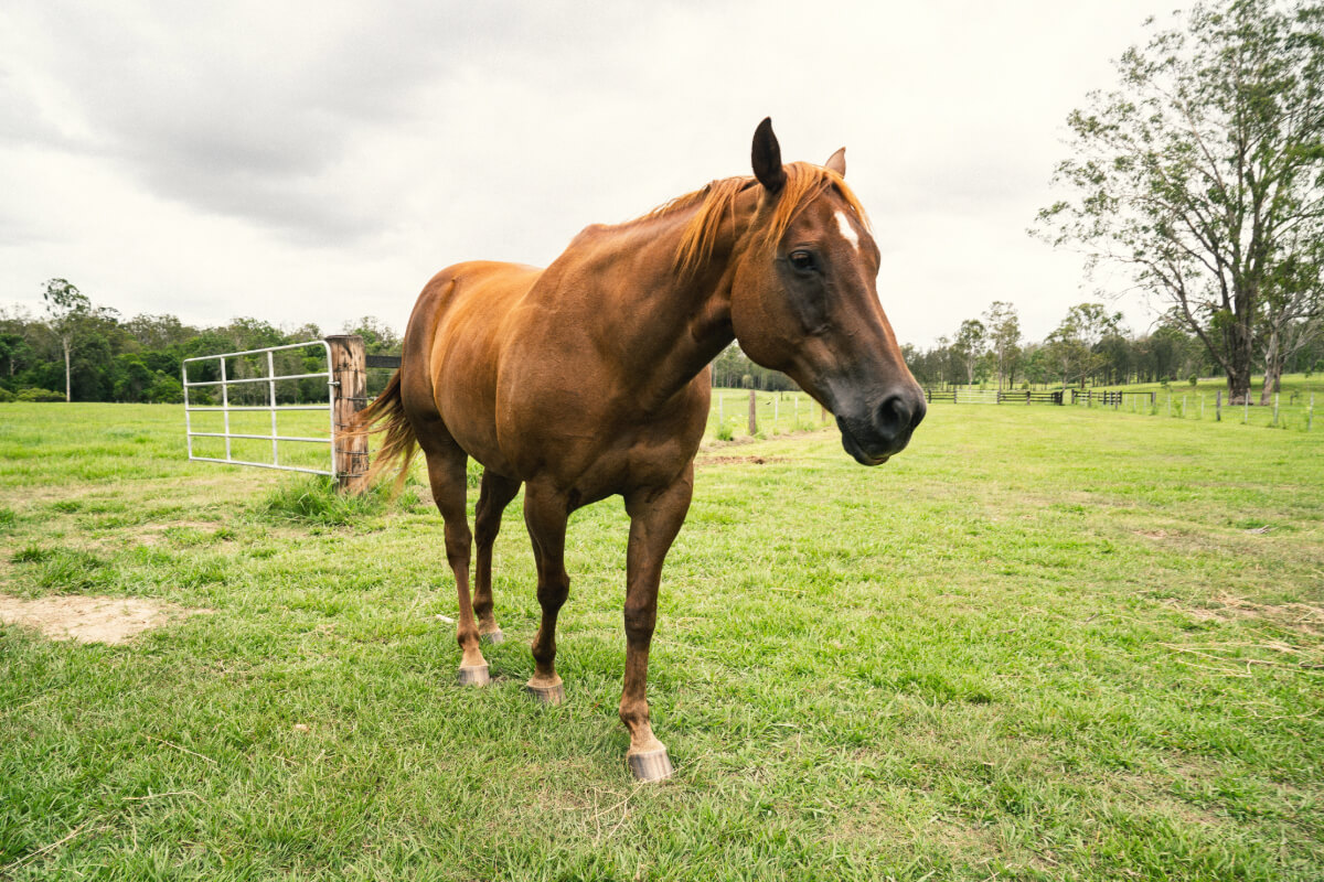 Horse on green pasture at Glenugie Station