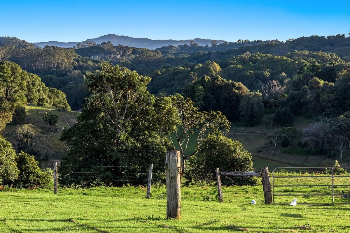 CF Bush Regen Mega Menu